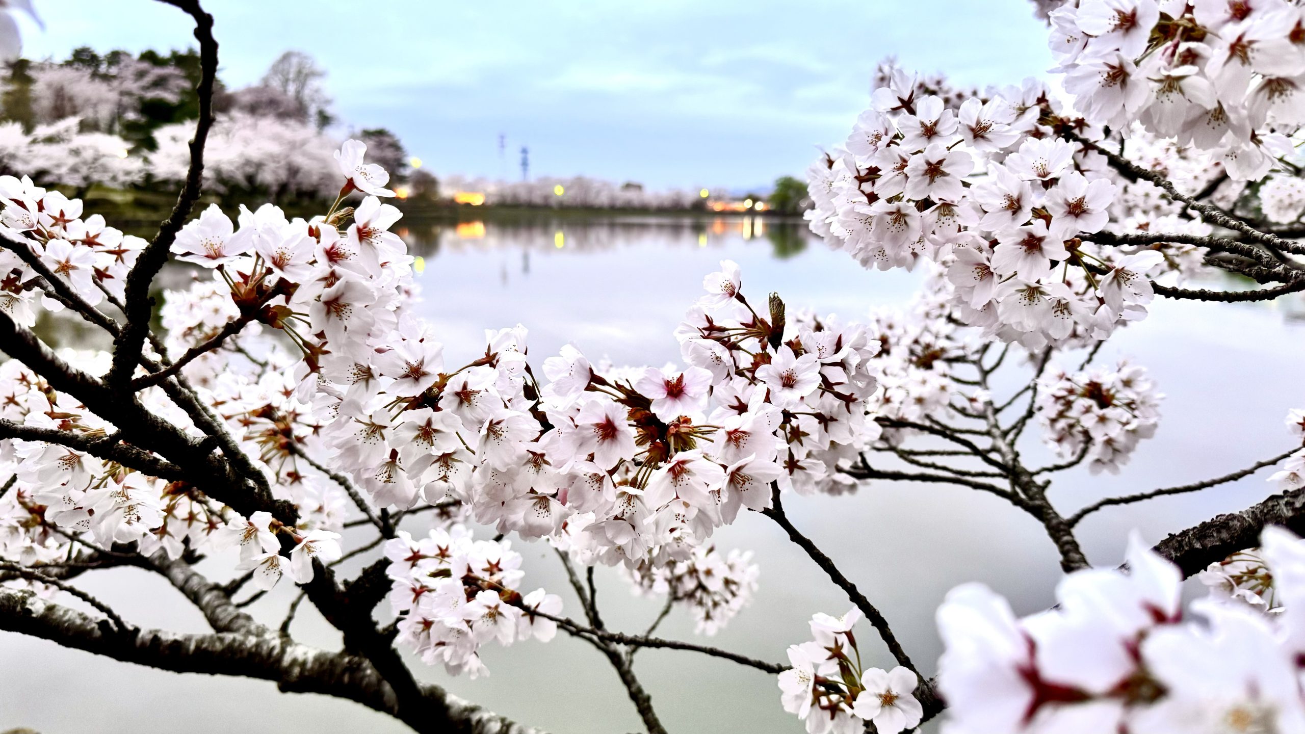 高松の桜